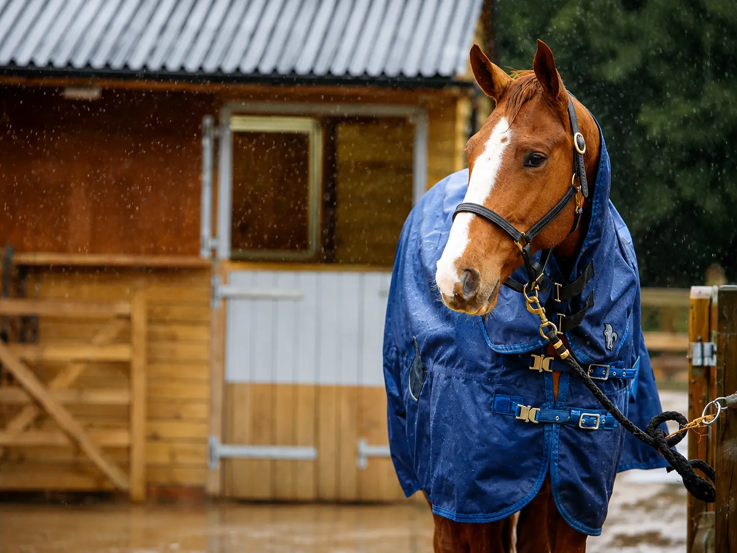 Cuidados com o cavalo na temporada de inverno