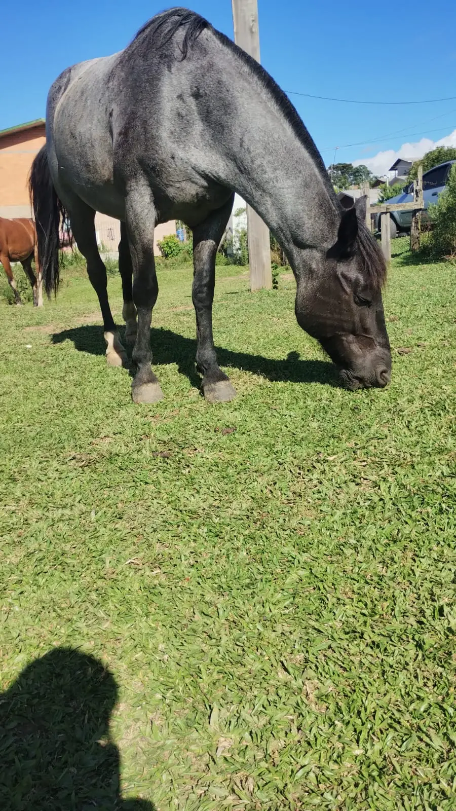 Foto de perfil de Rovilio da silveira da silva